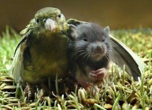 bird-hugs-mouse